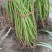 蔷薇花藤本花苗蔷薇四季开花爬藤植物玫瑰藤蔷薇苗花卉绿植