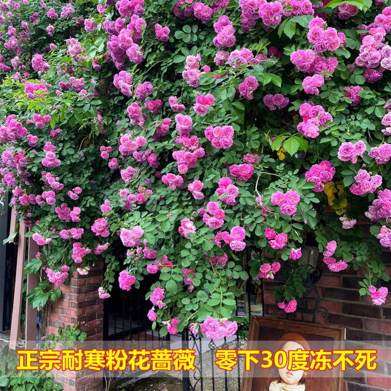蔷薇花藤本花苗蔷薇四季开花爬藤植物玫瑰藤蔷薇苗花卉绿植