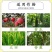 拜耳碧护赤吲乙芸苔增产保花保果缓解药害进口植物生长调节剂