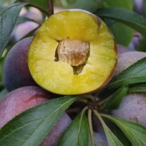 脆红李
