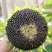 超级矮大头食葵XC668种籽大田葵花籽籽高油矮种籽出油高