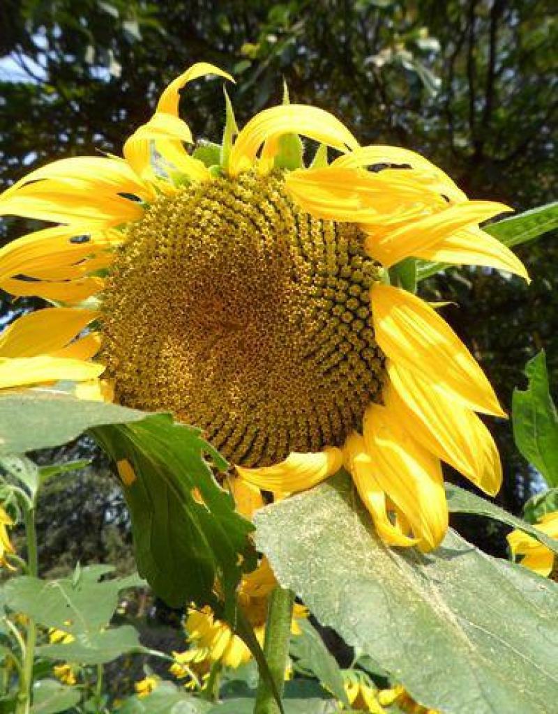 超级矮大头食葵XC668种籽大田葵花籽籽高油矮种籽出油高
