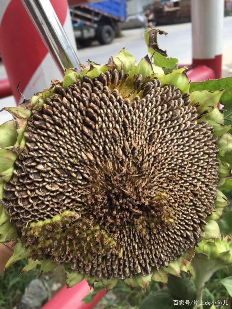 超级矮大头食葵XC668种籽大田葵花籽籽高油矮种籽出油高