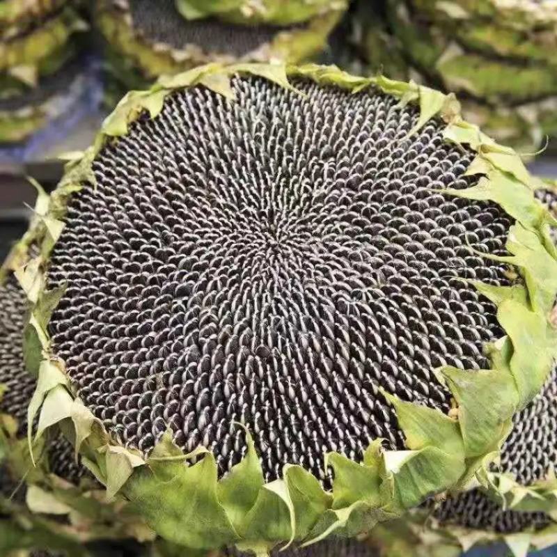 超级矮大头食葵XC668种籽大田葵花籽籽高油矮种籽出油高