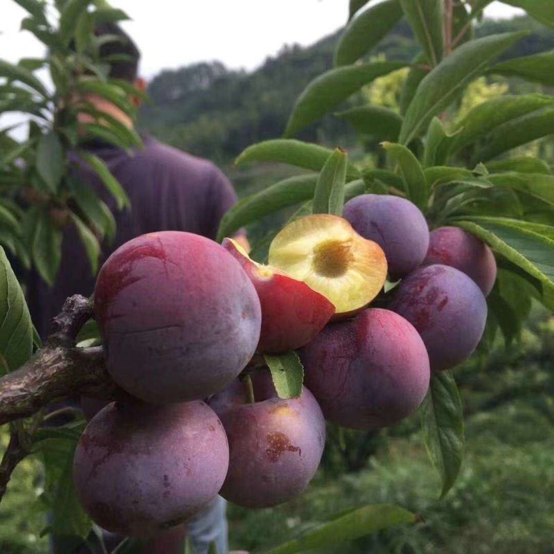 脆红李，口感脆甜糖度13，全国发货价格好
