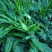 阳荷