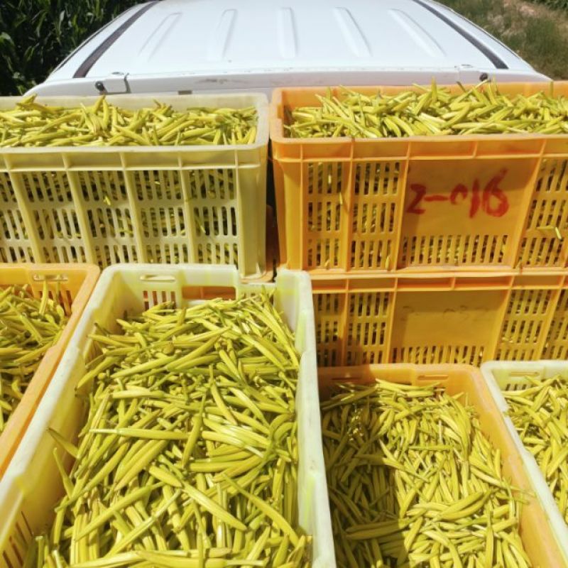 正宗的宁夏富硒大白条黄花菜，不添加任何添加剂的无公害农产品。