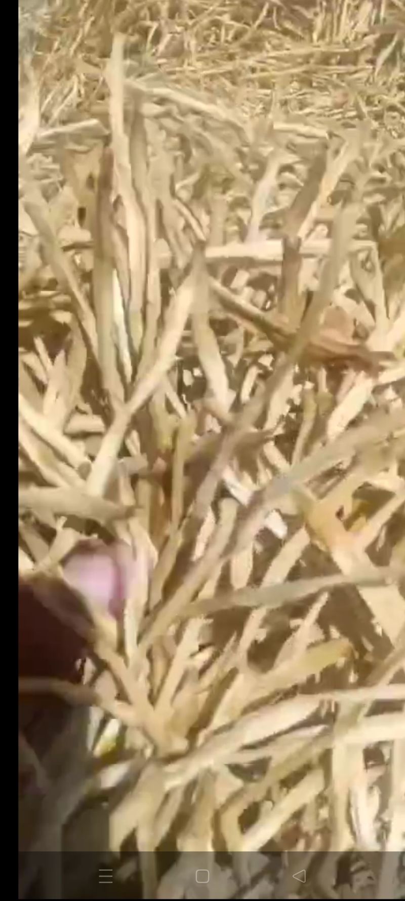 正宗的宁夏富硒大白条黄花菜，不添加任何添加剂的无公害农产品。