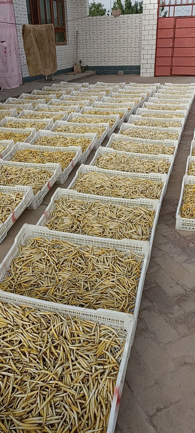 正宗的宁夏富硒大白条黄花菜，不添加任何添加剂的无公害农产品。