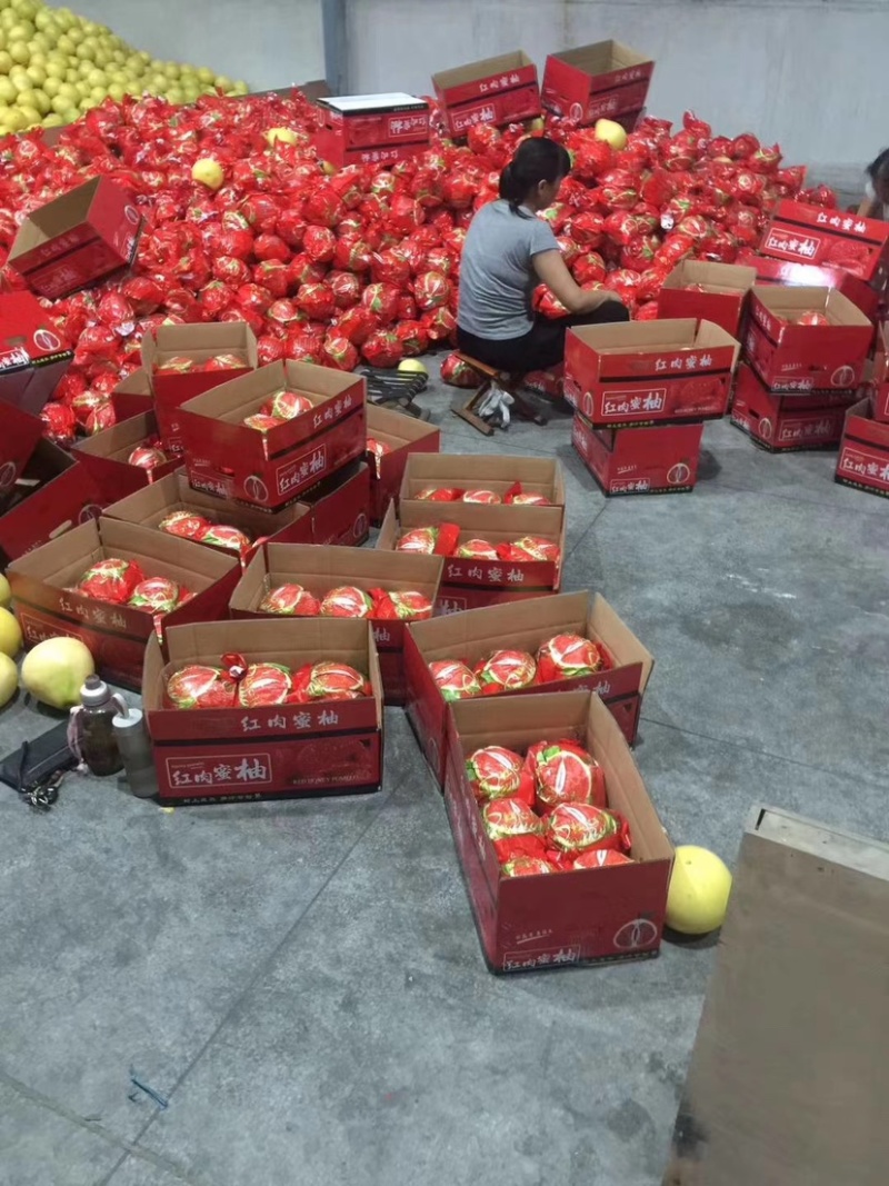 平和红心柚，三红柚果厂加工一条龙，代办代发