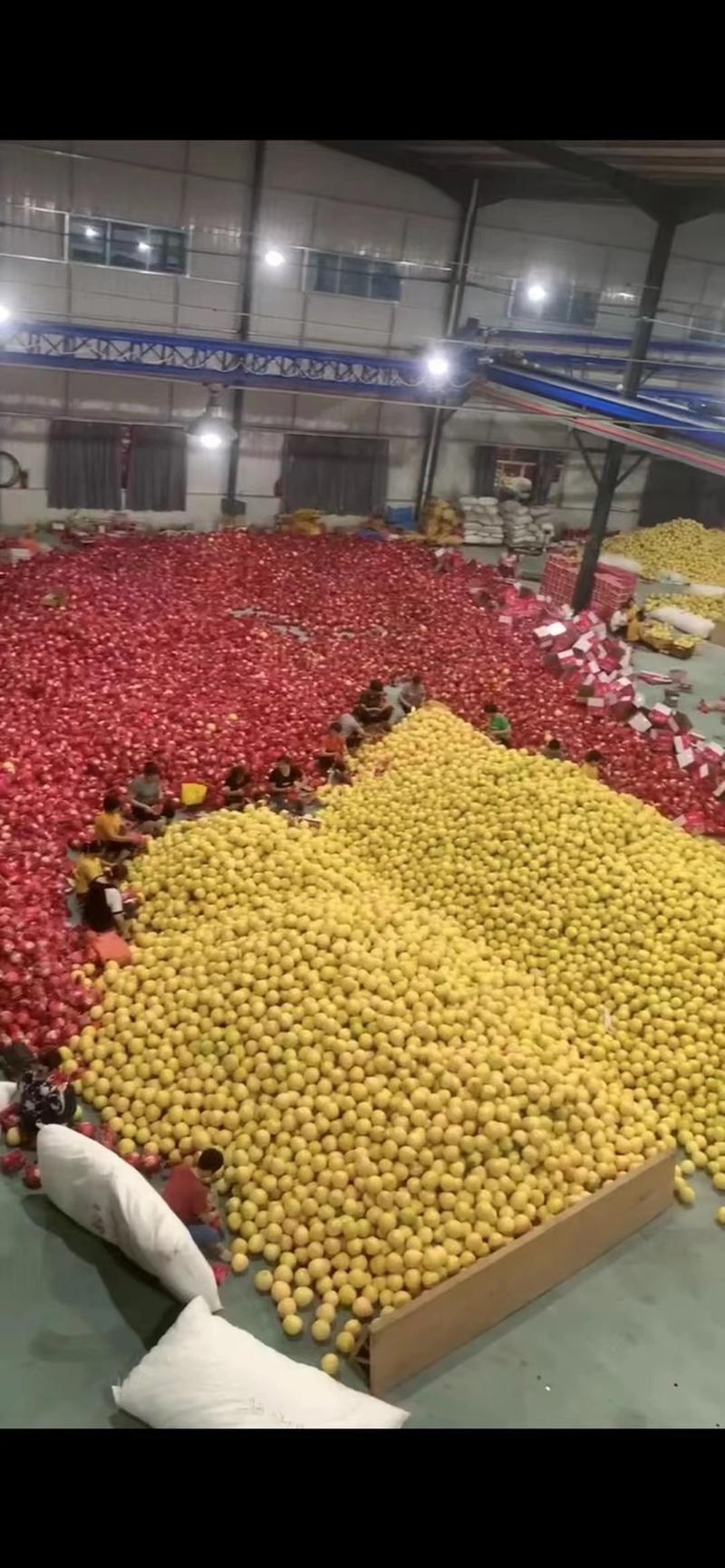 红心柚，官溪蜜柚，果厂加工代办，对接全国批发市场