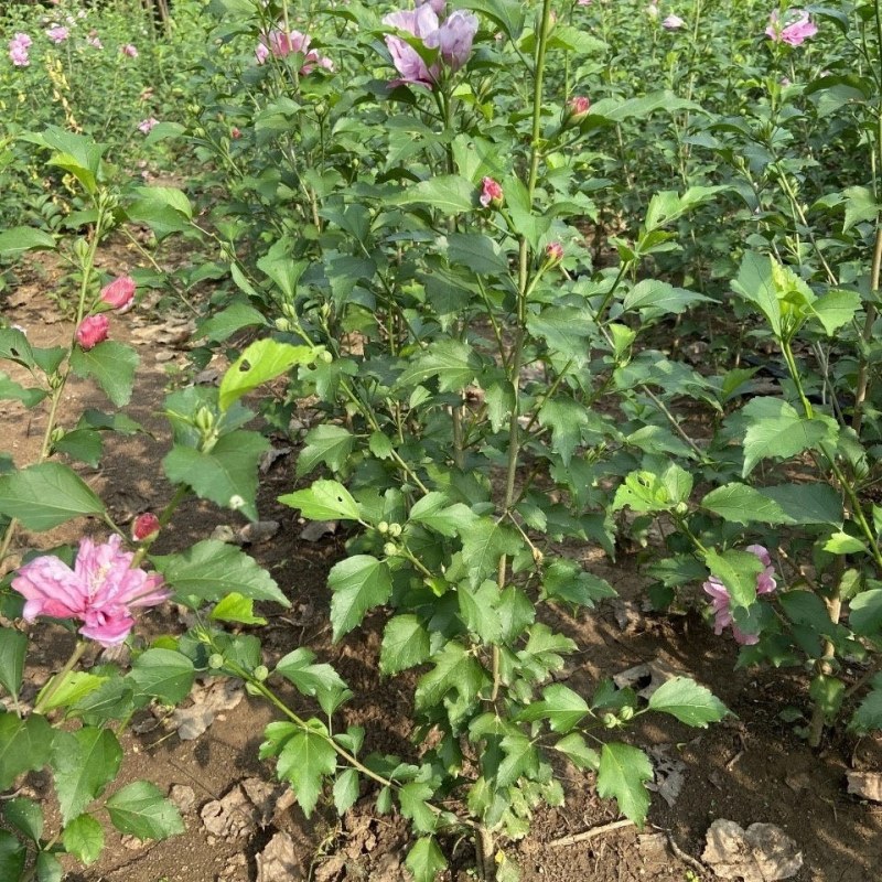 粉色木槿花树苗重瓣食用花期长粉花木槿苗别墅庭院阳台盆栽树