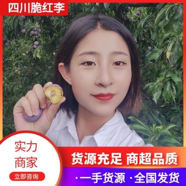 【推荐】脆红李电商果,越南果商超市场直供量大价优