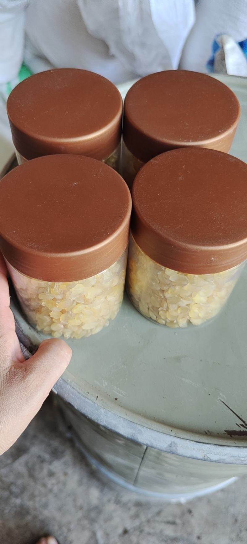 皂角米，黄色中大双荚大量上市，质高价优，可视频看货