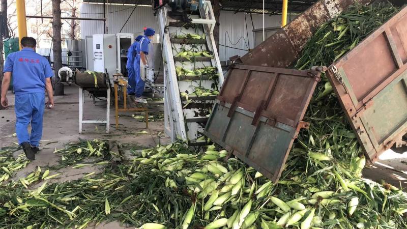 我想卖东北黑土地特产，香甜糯粘玉米