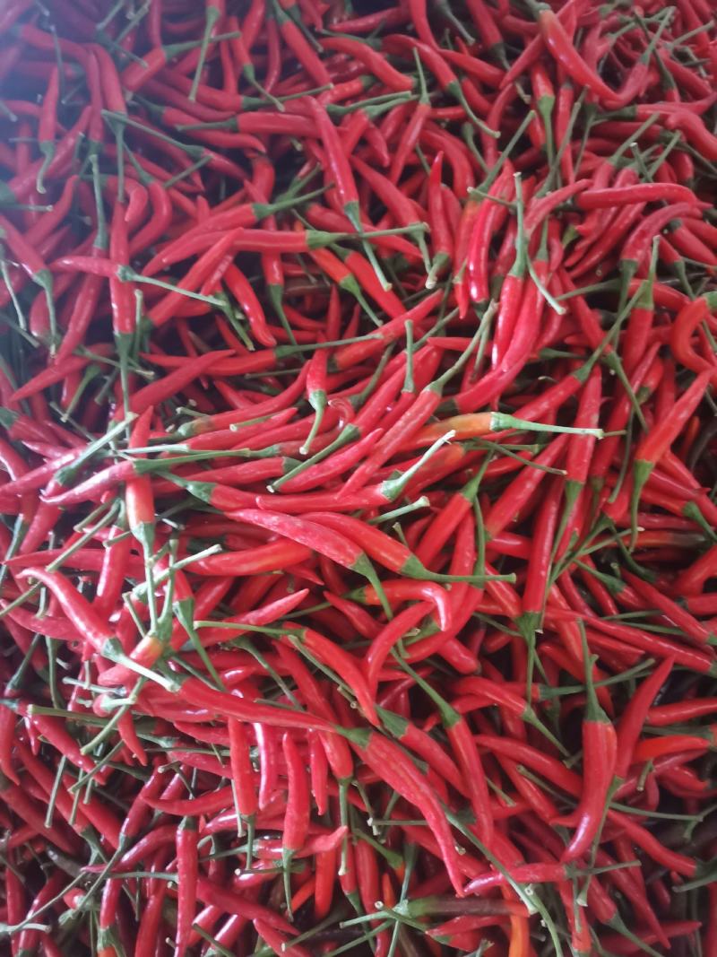 小米椒