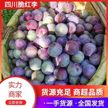 四川李子,汉源脆红李,~电商果,越南货看过来
