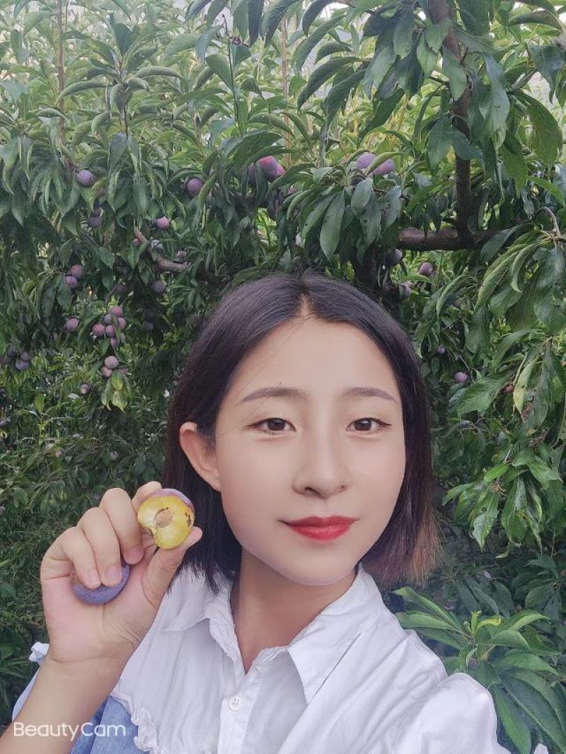 四川李子，汉源脆红李，~电商果，越南货看过来