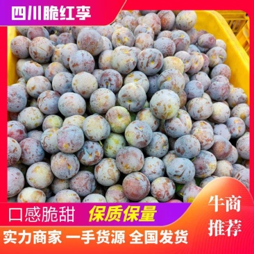 汉源脆红李，自家园子货，百家货。喜欢的老板看过来！