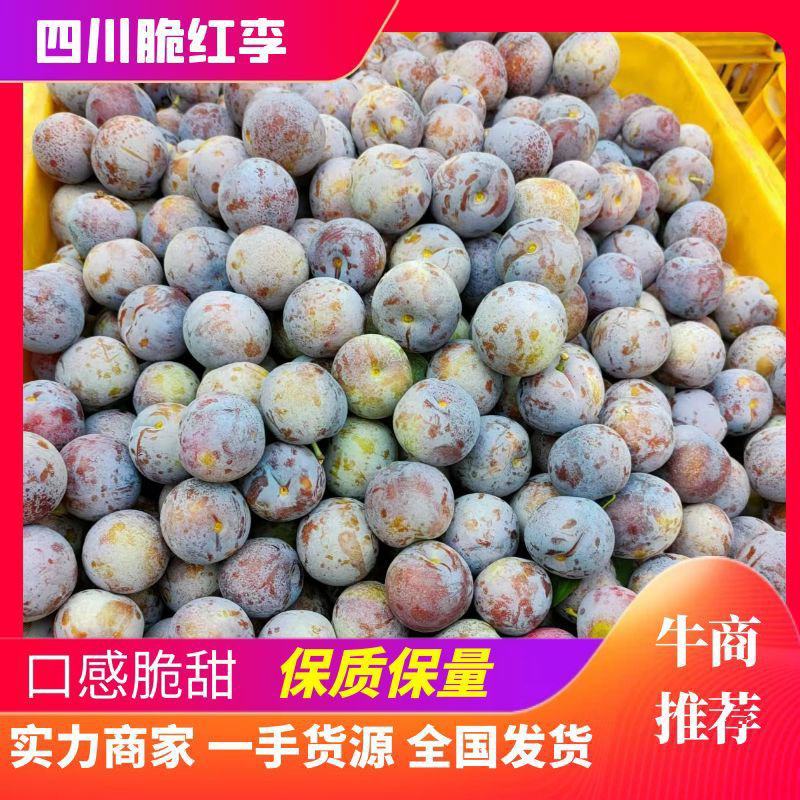 汉源脆红李，自家园子货，百家货。喜欢的老板看过来！