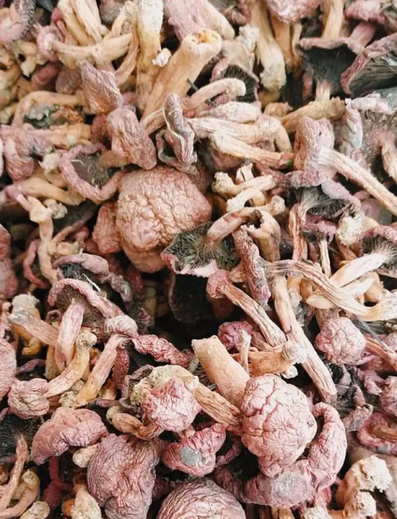 红蘑