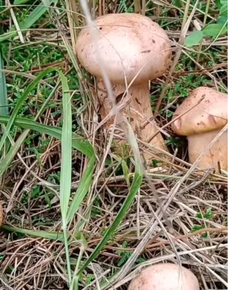 红蘑