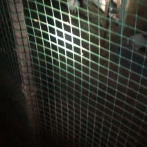 信鸽