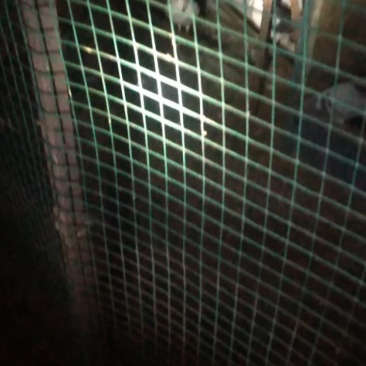 信鸽
