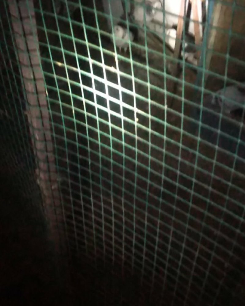 信鸽