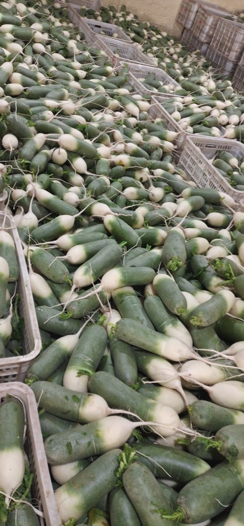 水果萝卜精品货大量供应