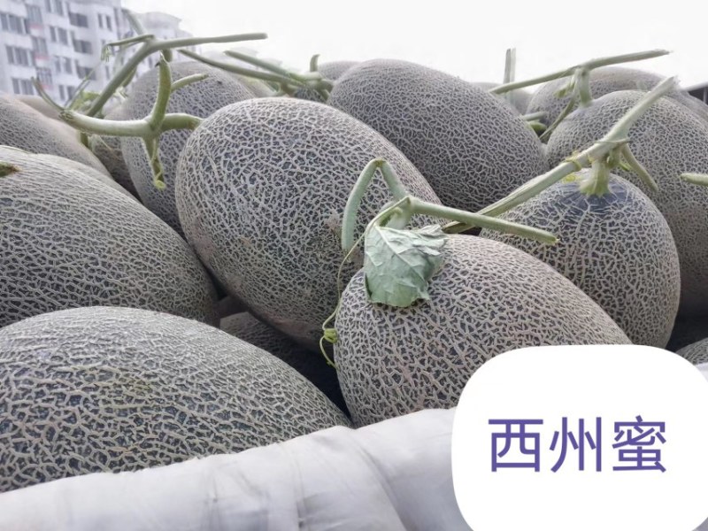 甘肃武威哈密瓜，西州蜜17号，个头大，糖分高，口感好。