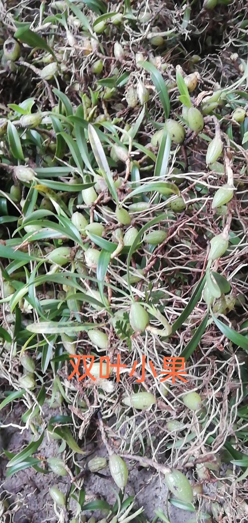 双叶小果石橄榄（新鲜）