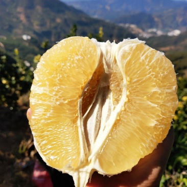 柚子平和琯溪蜜柚白心柚诚信代办大量批发诚信经营