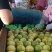 钦蜜9号（产地直发，热销，品质保证，品种好）