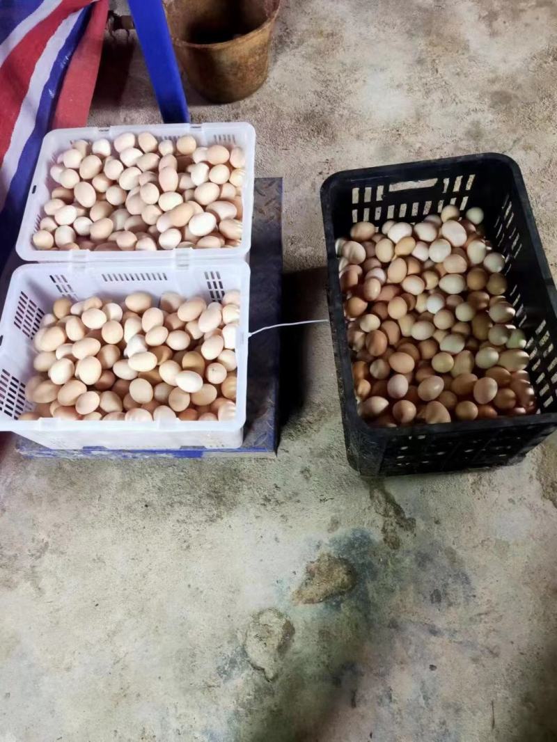 老水清远麻，180天价格平平，老水蛋多！有喜欢的老板不，