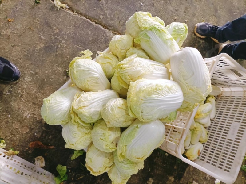 山东精品娃娃菜长期大量有货，需要的联系
