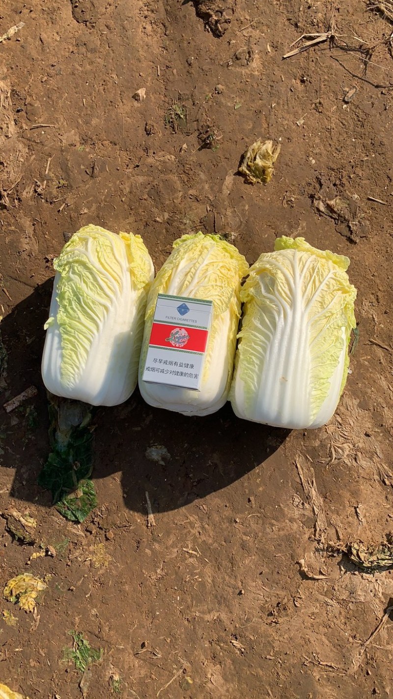 山东精品娃娃菜长期大量有货，需要的联系