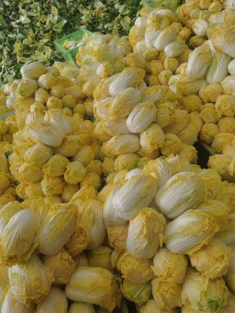 山东精品娃娃菜长期大量有货，需要的联系