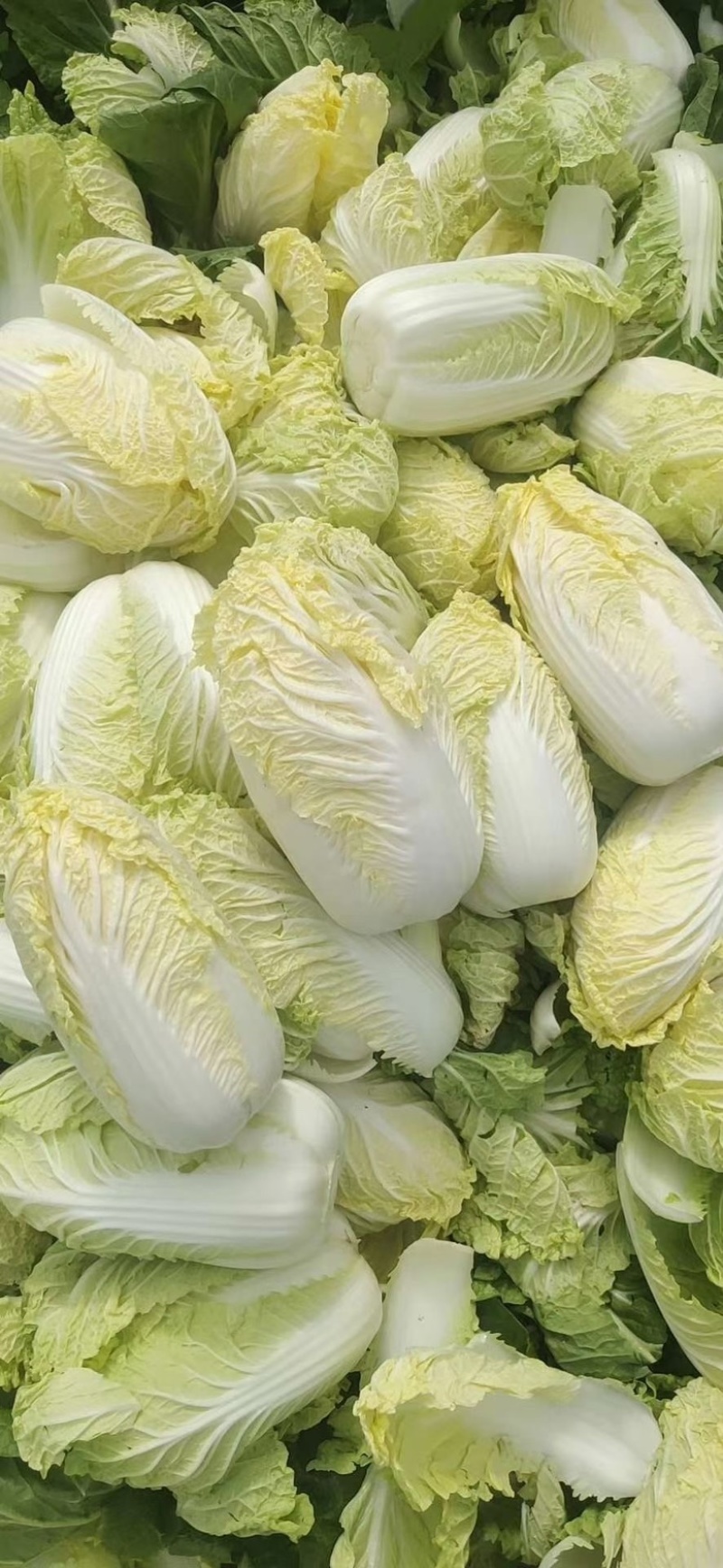 山东精品娃娃菜长期大量有货，需要的联系