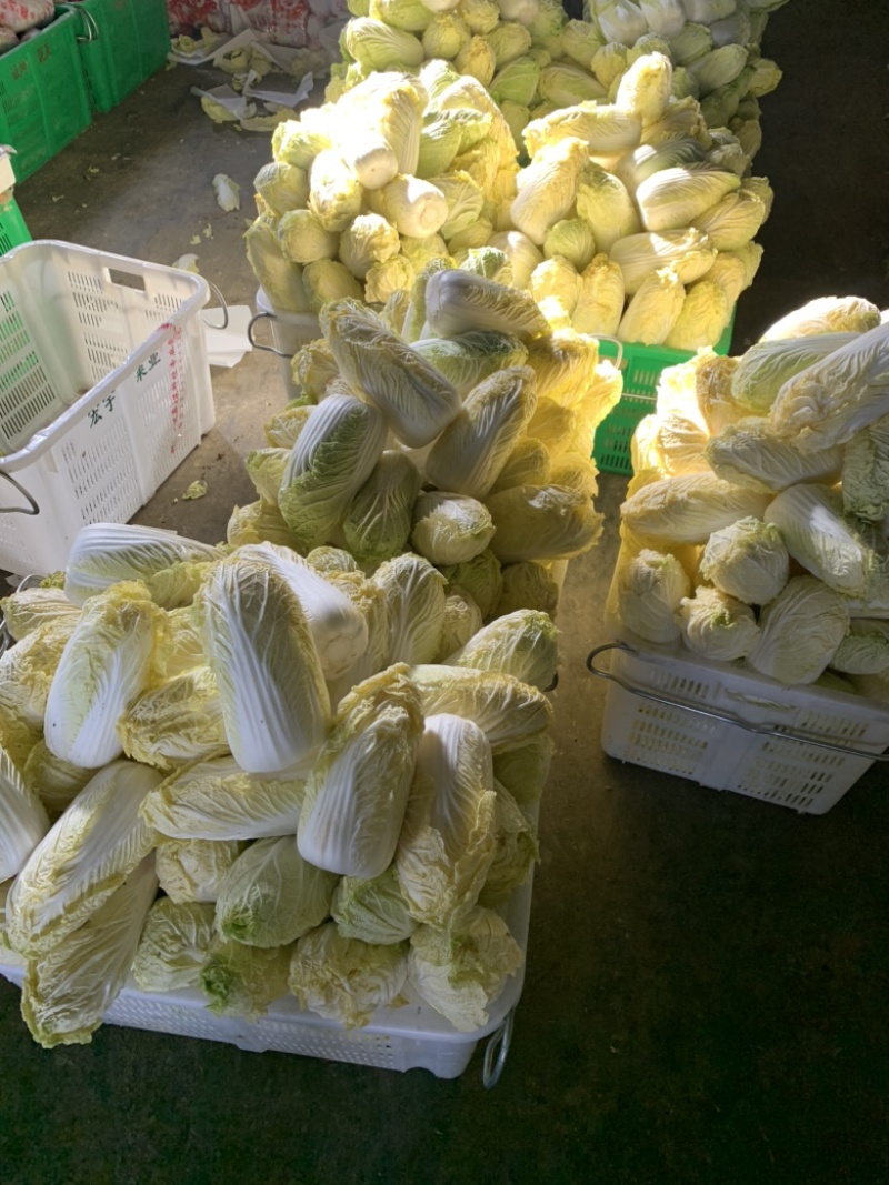 山东精品娃娃菜长期大量有货，需要的联系