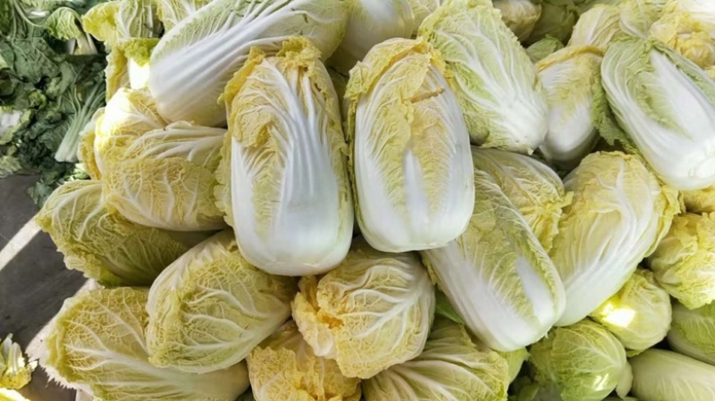 山东精品娃娃菜长期大量有货，需要的联系
