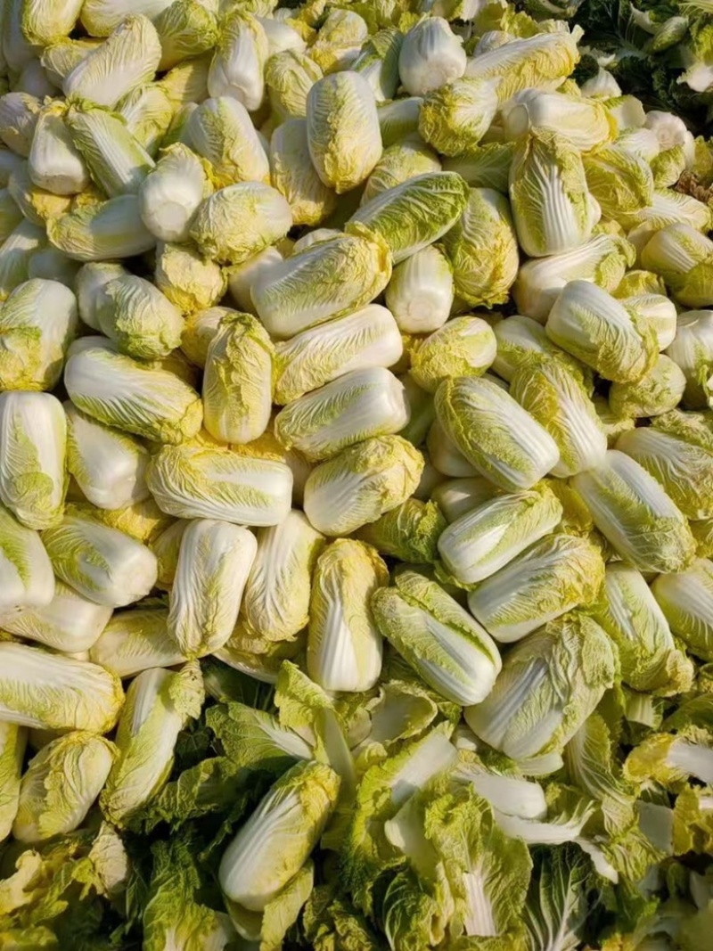 山东精品娃娃菜长期大量有货，需要的联系