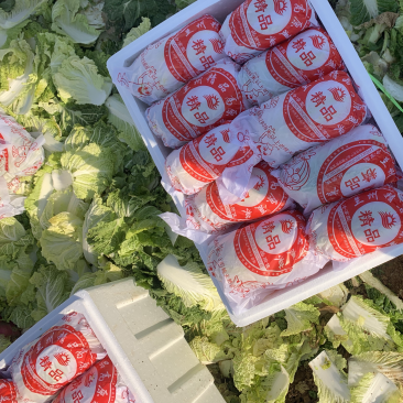 山东精品娃娃菜长期大量有货，需要的联系我