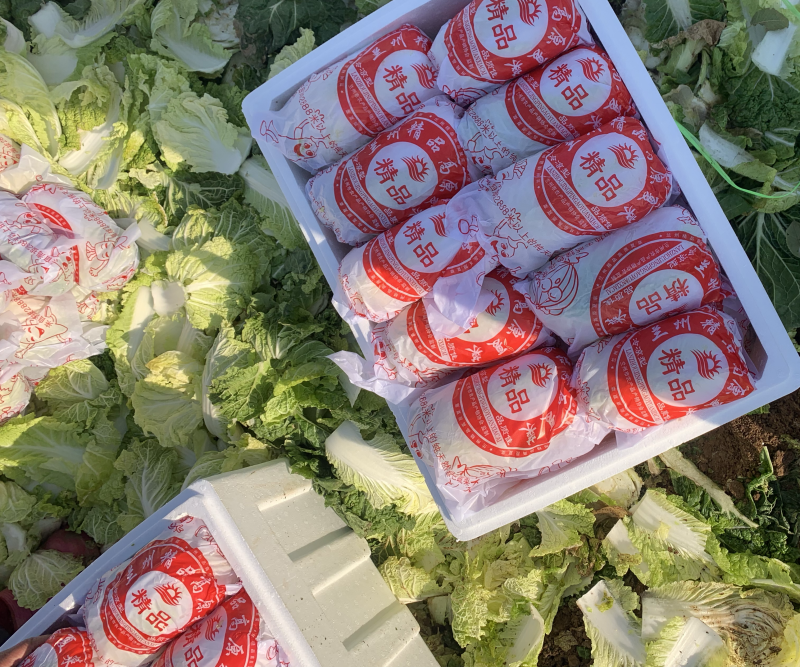 山东精品娃娃菜长期大量有货，需要的联系我