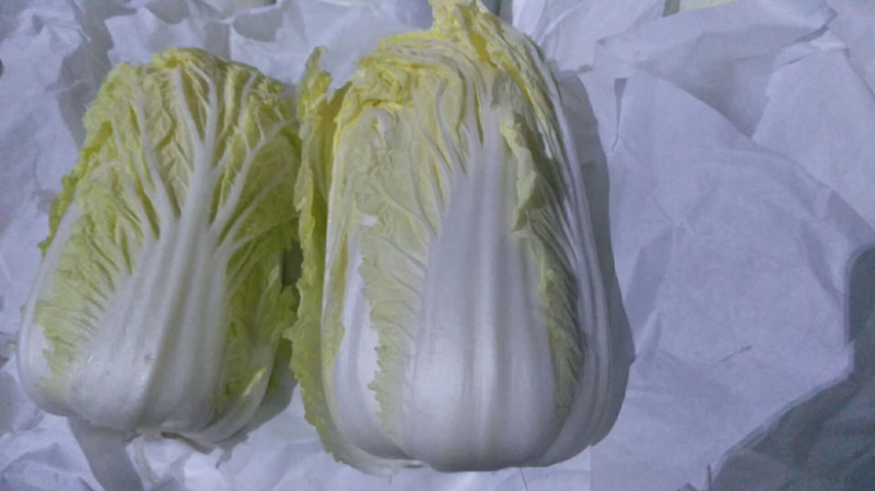 山东精品娃娃菜长期大量有货，需要的联系我