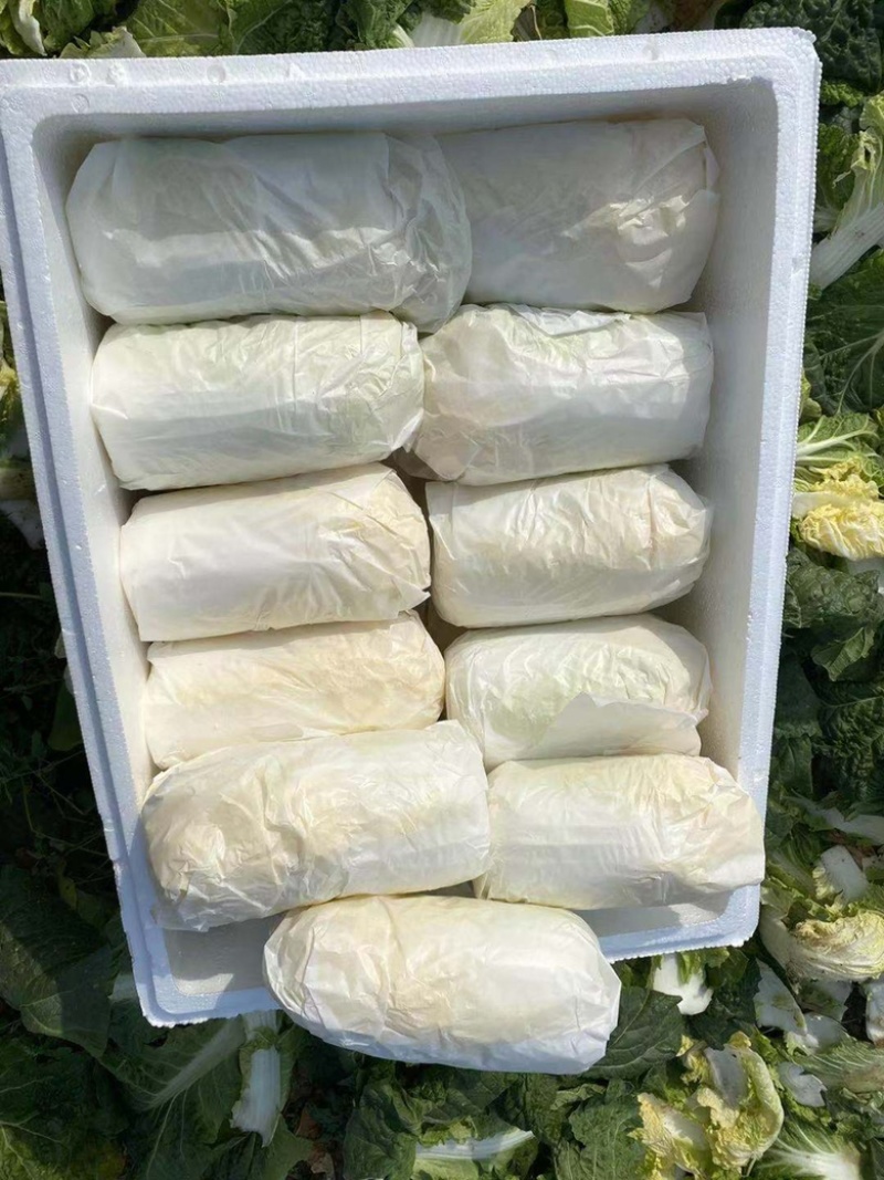 山东精品娃娃菜长期大量有货，需要的联系我