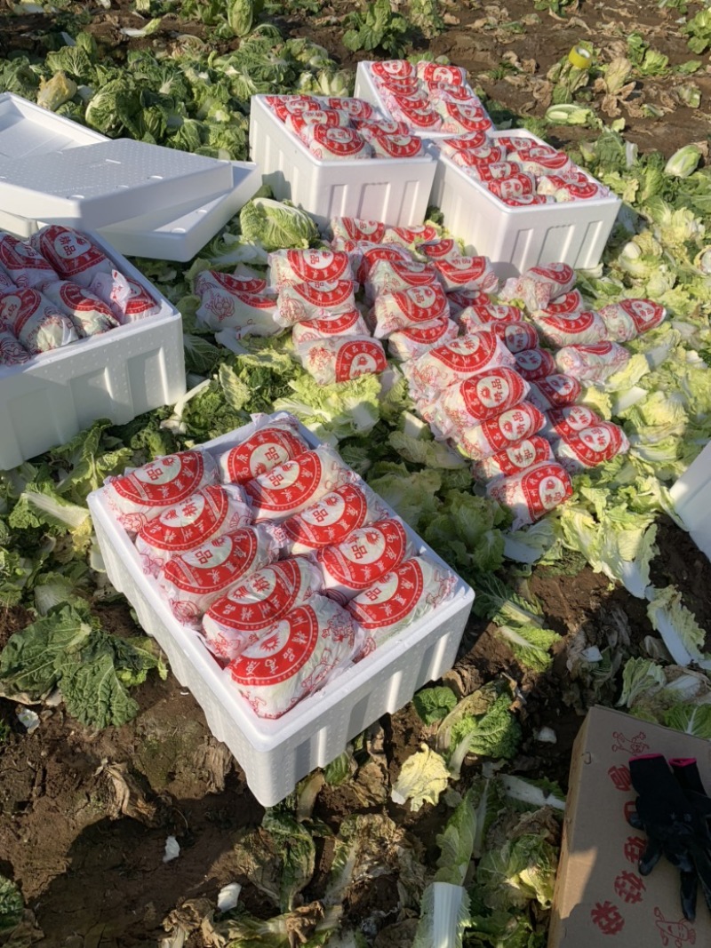 山东精品娃娃菜长期大量有货，需要的联系我