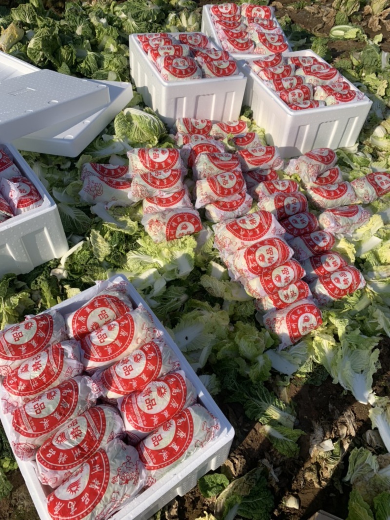 山东精品娃娃菜长期大量有货，需要的联系我