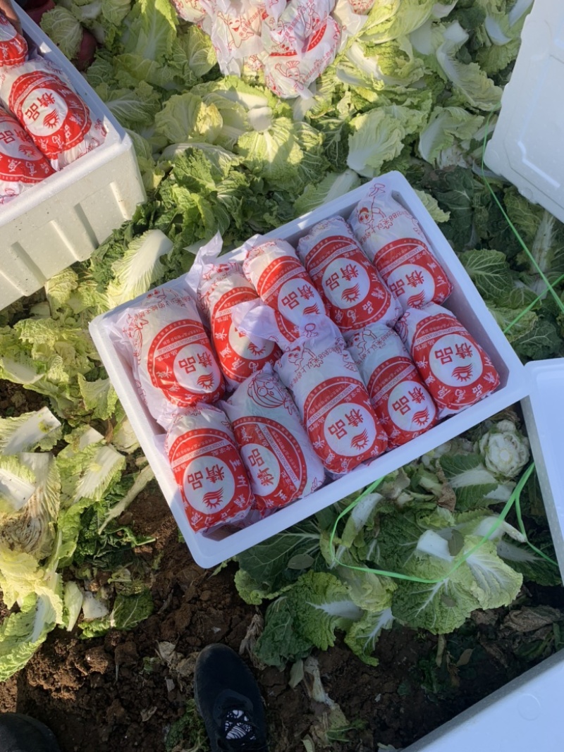 山东精品娃娃菜长期大量有货，需要的联系我