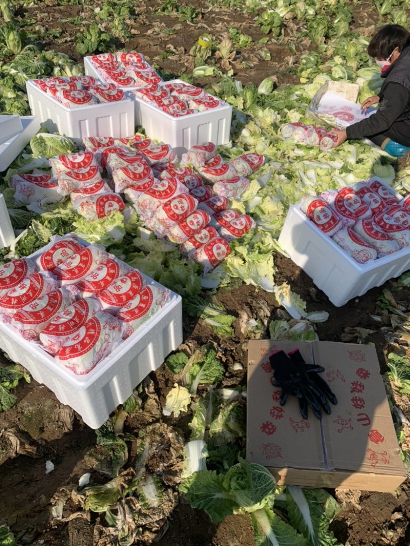 山东精品娃娃菜长期大量有货，需要的联系我